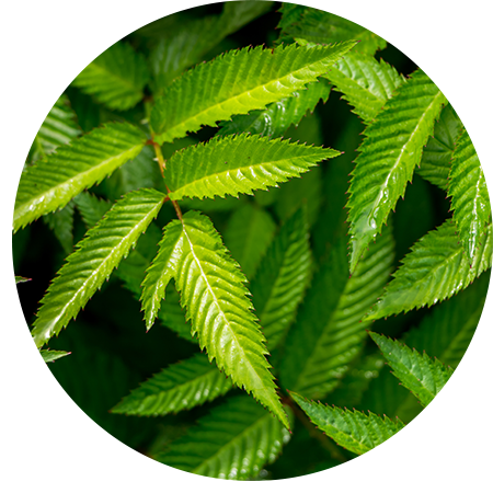 neem leaves
